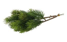 Edeltannenstick 3er Bund