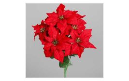 Poinsettia Weihnachtsstern Busch