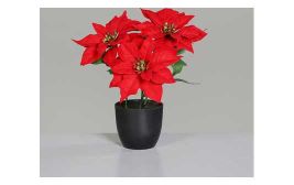 Poinsettia Weihnachtsstern