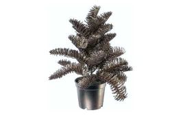 Nobilistannenbäumchen