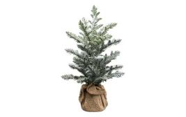 Araucaria mit Jutesack