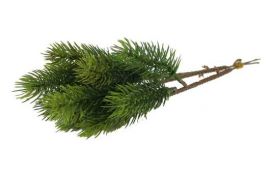 Edeltannenstick 3er Bund