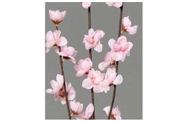 Apfelblütenzweig Hover