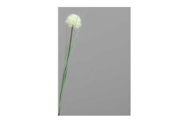 Allium mit Gras