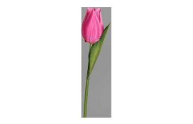 Tulpe