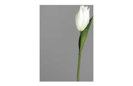 Tulpe